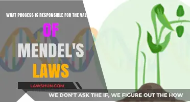 Unraveling the Scientific Process Behind Mendel's Laws of Inheritance