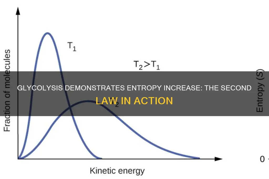what process of glycolysis shows the second law of thermodynamics
