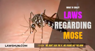 Unbelievable Laws About Mosquitoes: Strange Rules You Never Knew Existed