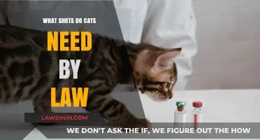 Legal Cat Vaccinations: Essential Shots Required by Law for Felines