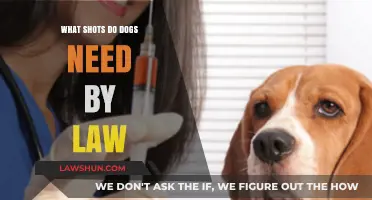 Essential Legal Vaccinations: What Shots Do Dogs Need by Law?
