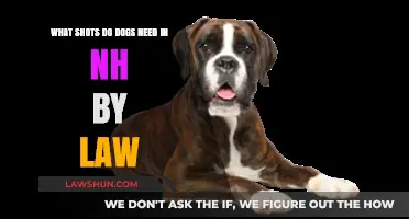 NH Dog Vaccination Laws: Essential Shots Required by State Regulations