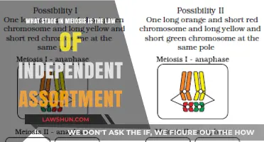 Understanding the Law of Independent Assortment in Meiosis Stages