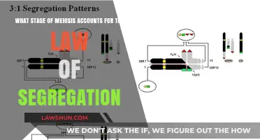 Meiosis I: The Stage Behind Mendel's Law of Segregation
