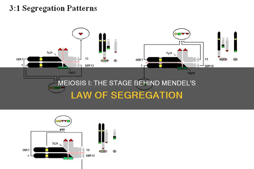 what stage of meiosis accounts for the law of segregation