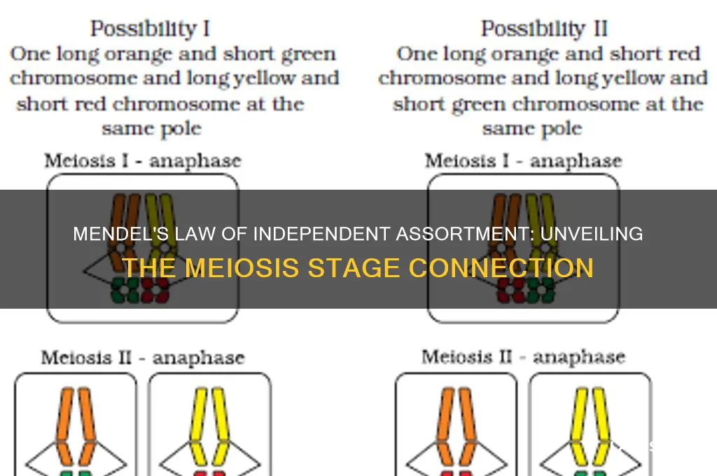 what stage of meiosis does mendel