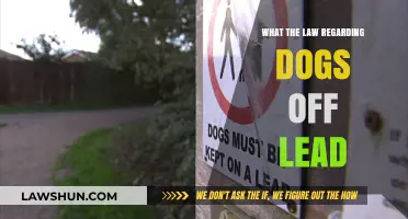 Understanding UK Laws: When and Where Dogs Can Be Off-Lead