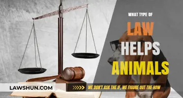 Protecting Animal Rights: Understanding the Legal Framework for Wildlife Welfare