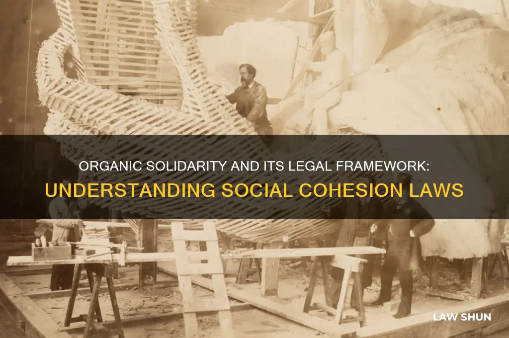 what type of law is associated with organic solidarity