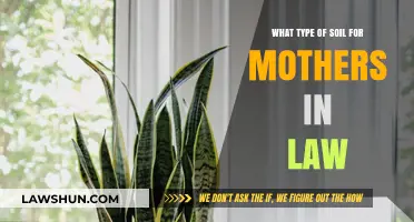 Best Soil Types for Growing Mother-in-Law's Tongue Plants