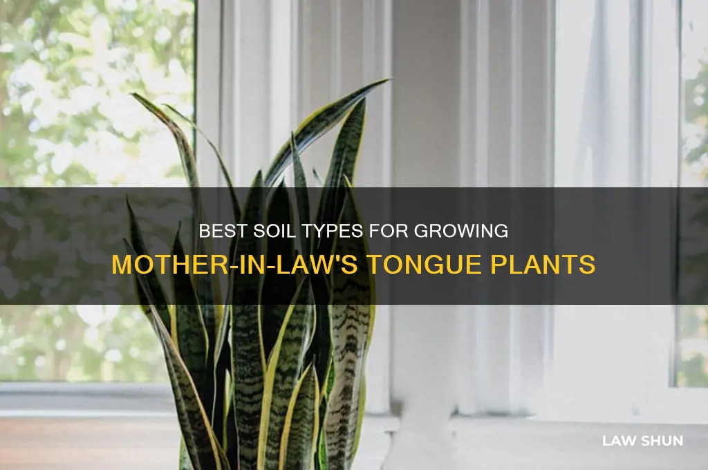 what type of soil for mothers in law
