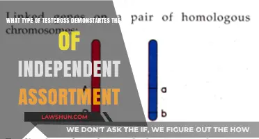 Testcross Demonstrating Mendel's Law of Independent Assortment Explained