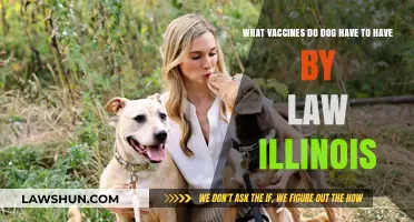 Illinois Dog Vaccination Laws: Required Shots for Your Canine Companion