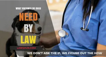 Essential Legal Vaccines for Dogs: What Pet Owners Must Know