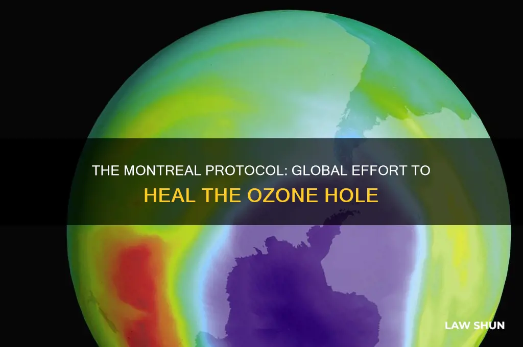 what was the law to fight hole in ozone layer