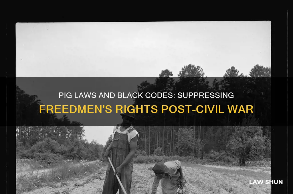 what was the purpose of pig laws and black codes