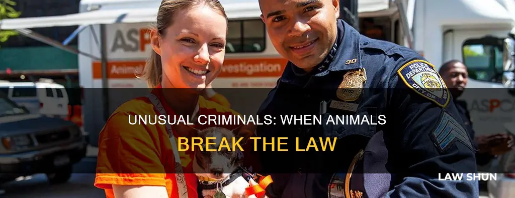 when animals break the law