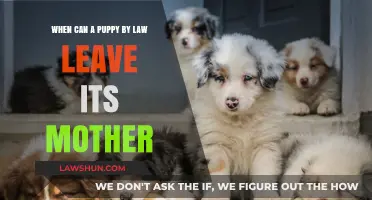 Puppy Separation Law: When Can They Leave Their Mother?