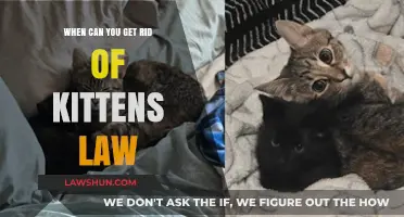 Laws for Rehoming Kittens: What You Need to Know