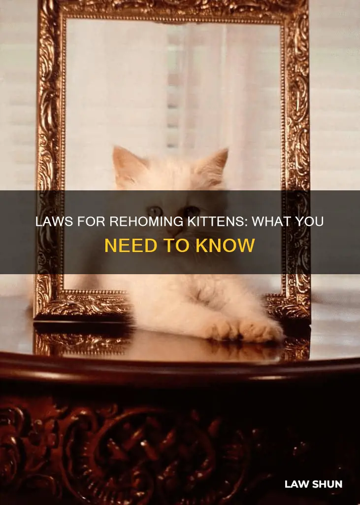when can you get rid of kittens law