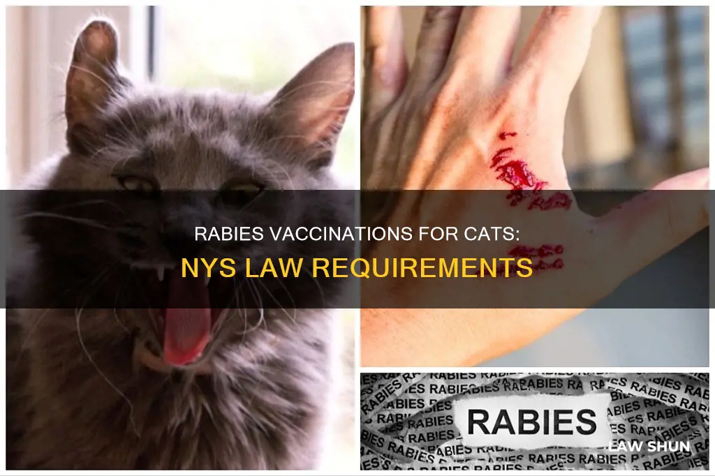 when did rabies vaccinations for cats become law in nys