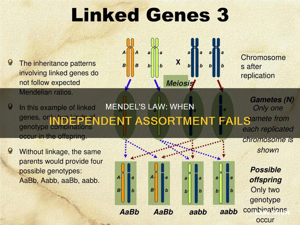 when does mendel