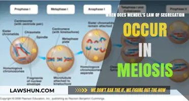 Mendel's Law of Segregation: Timing in Meiosis Explained