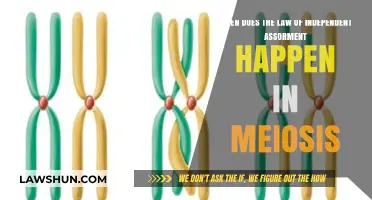 Understanding the Law of Independent Assortment in Meiosis: Timing Explained