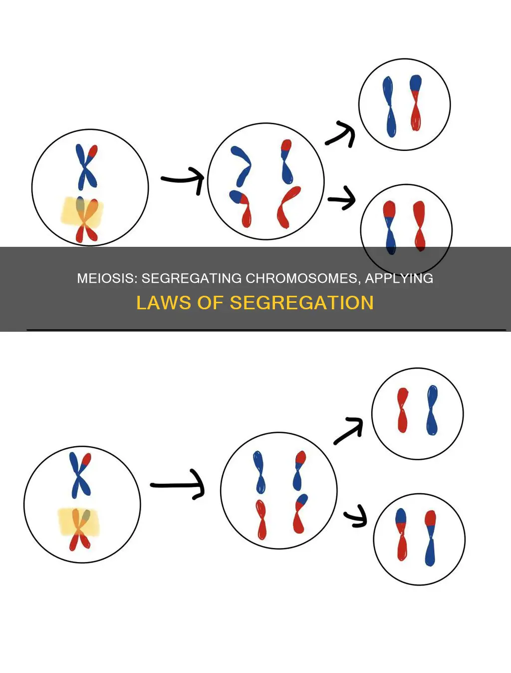 when is the law of segregation applied in meiosis