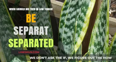 When to Separate Mother-in-Law's Tongue: Timing and Techniques