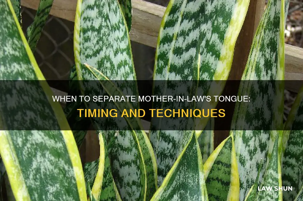 when should mo ther in law tongue be separat separated