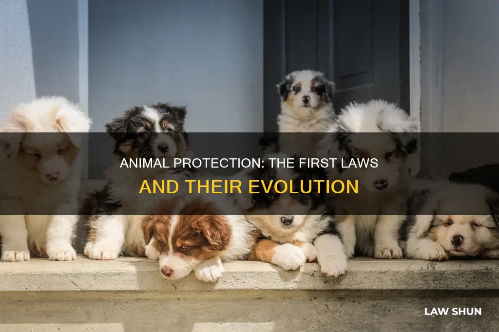 when was the first animal abuse law created