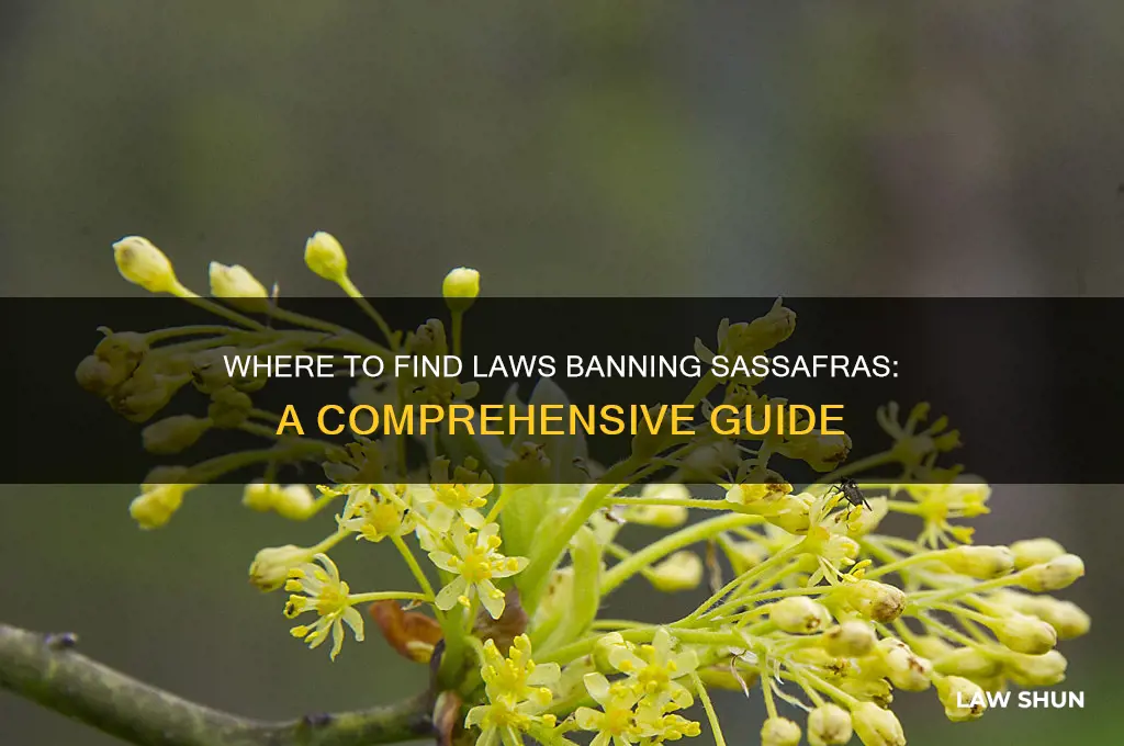 where find law ban sassafras