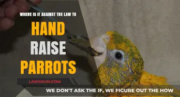 Illegal to Hand-Raise Parrots: Countries Where It's Banned