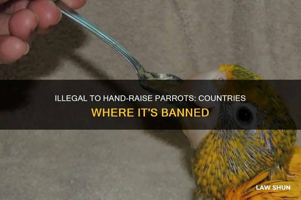 where is it against the law to hand raise parrots