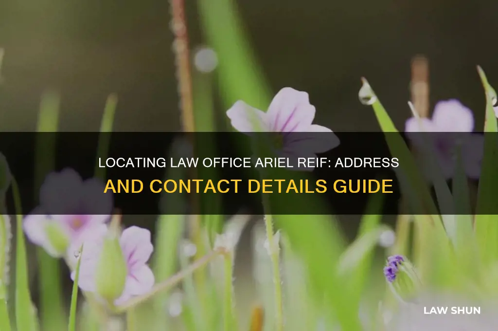 where is the address of law office ariel reif