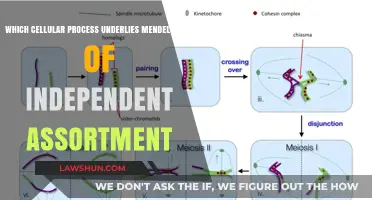 Cellular Basis of Independent Assortment: Unraveling Mendel's Genetic Principle