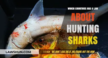 Global Shark Hunting Laws: Which Countries Protect or Regulate?