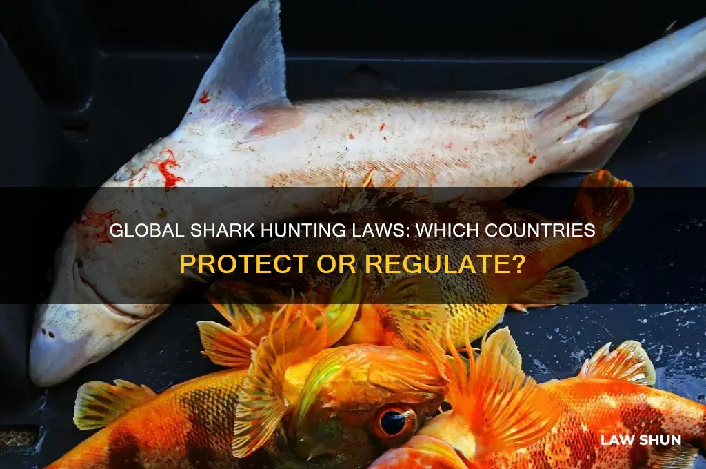 which countries has a law about hunting sharks