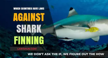 Global Shark Finning Bans: Which Countries Protect These Majestic Predators?