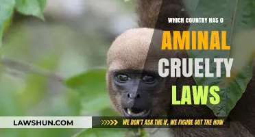 Shocking Truth: Countries Without Animal Cruelty Laws Exposed