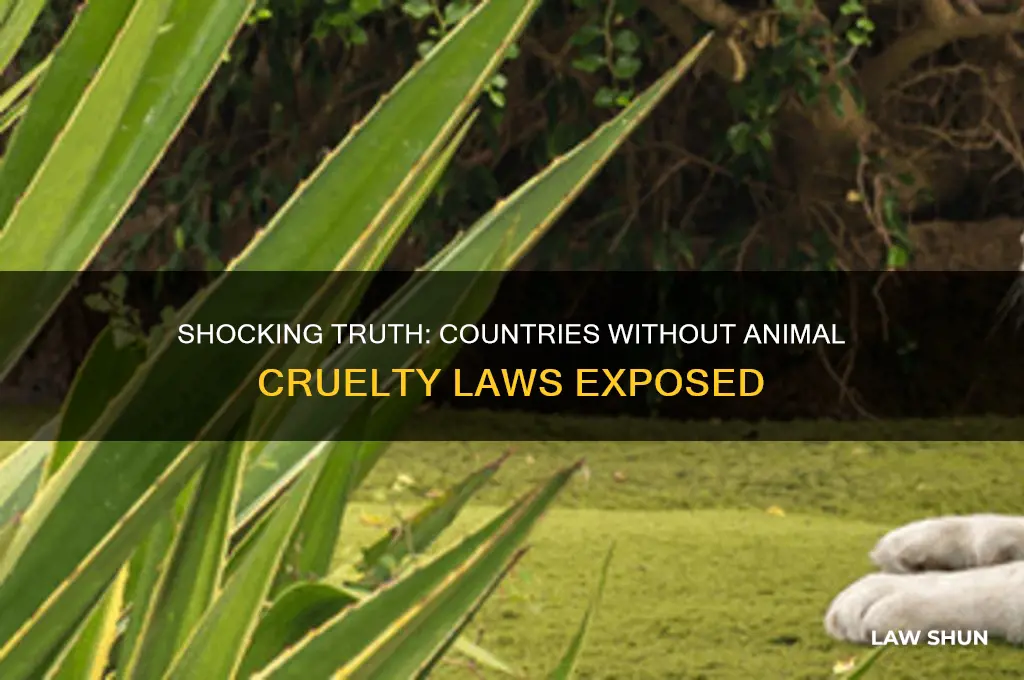 which country has 0 aminal cruelty laws