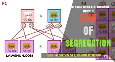 Illustrating Mendel's Law of Segregation: The Ideal Cross to Choose