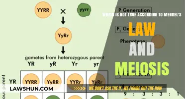 Mendel's Laws vs. Meiosis: Unraveling the Misconception in Genetic Inheritance
