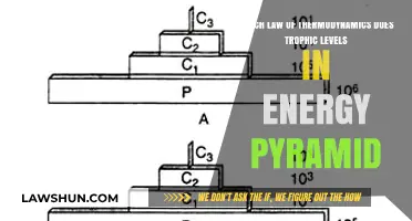 Trophic Levels and Energy Pyramids: Exploring Thermodynamics' Efficiency Law