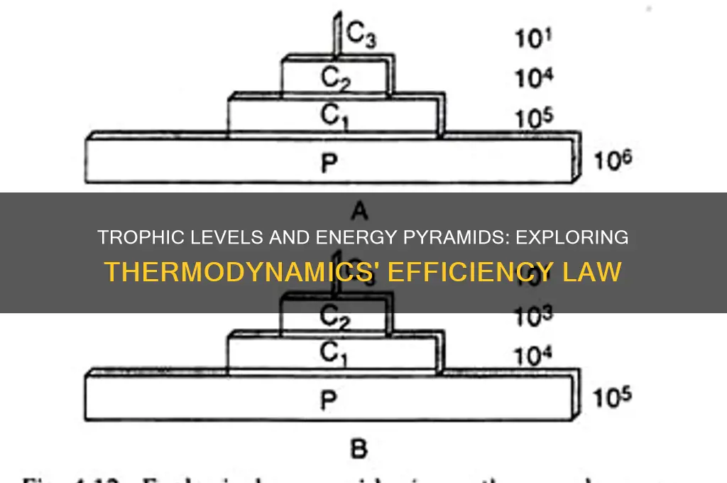 which law of thermodynamics does trophic levels in energy pyramid
