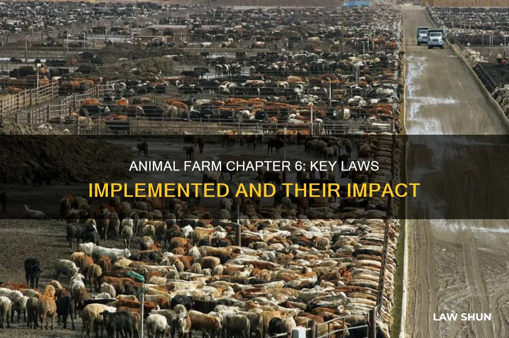 which laws were implemented in chapter 6 of animal farm