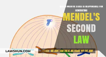 Independent Assortment: The Meiotic Stage Behind Mendel's Second Law