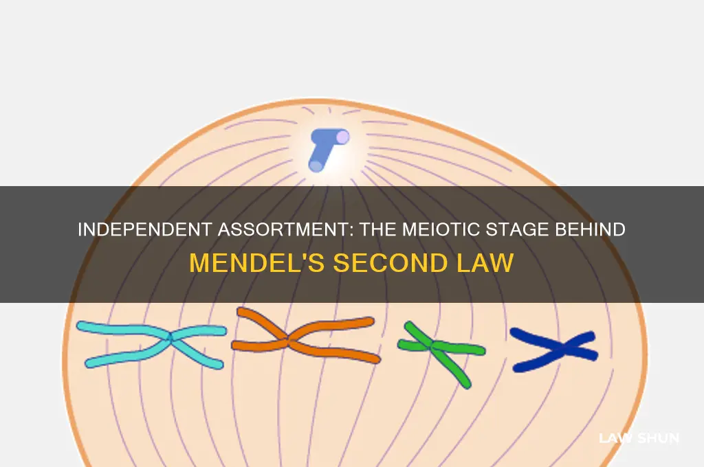 which meiotic stage is responsible for generating mendel