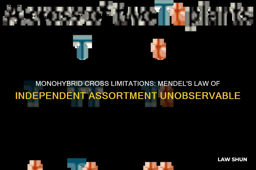 which of mendels laws cannot be observed in a monohybrid